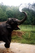 elephant_tarra2