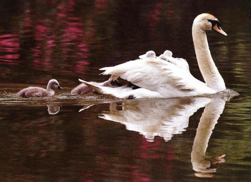 swan-babies