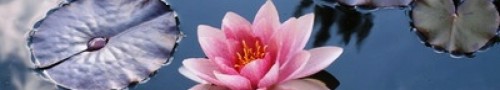 cropped-lotus-in-the-pond.jpg
