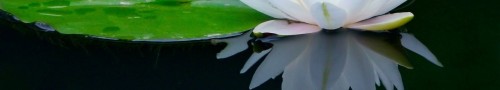 cropped-lotus-pond.jpg