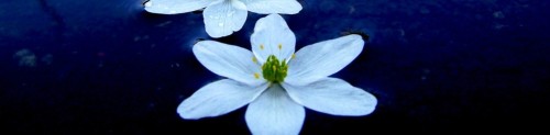 cropped-white-lotus-71421.jpg
