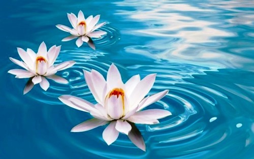 White-Lotus-in-Water-690x432