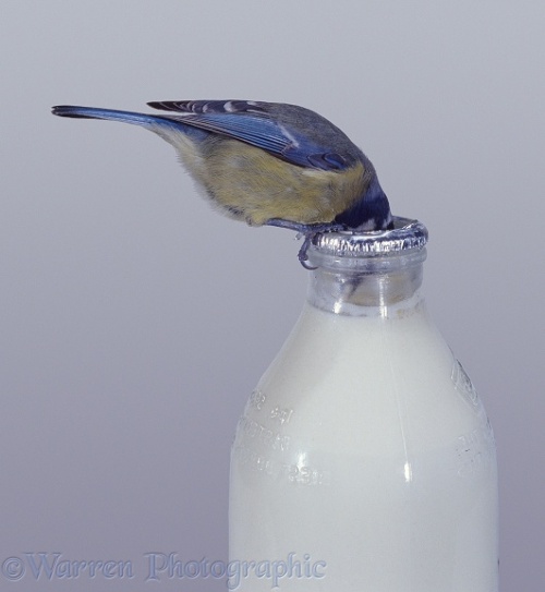 Blue Tit (Parus caeruleus) drinking cream from the top of a milk bottle